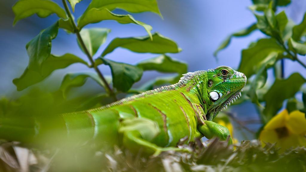 Pousada Jeribá Jijoca de Jericoacoara Esterno foto